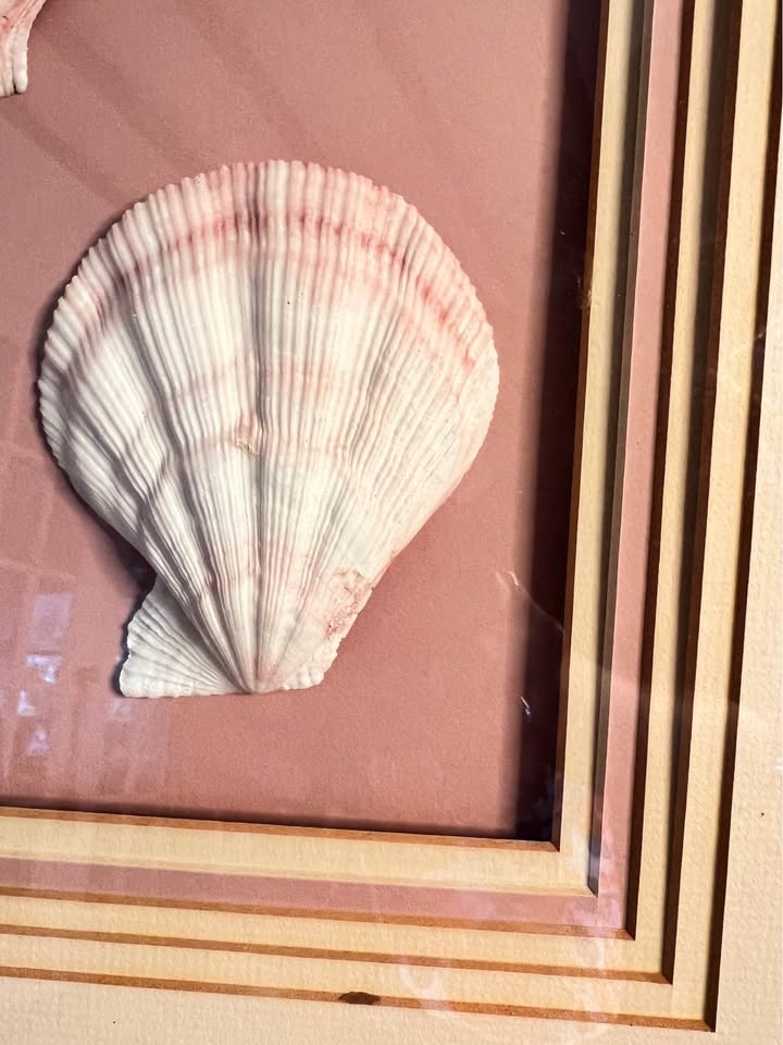 Vintage Framed Seashell Art | Blush Pink Coastal Shadow Box, gallery view 6
