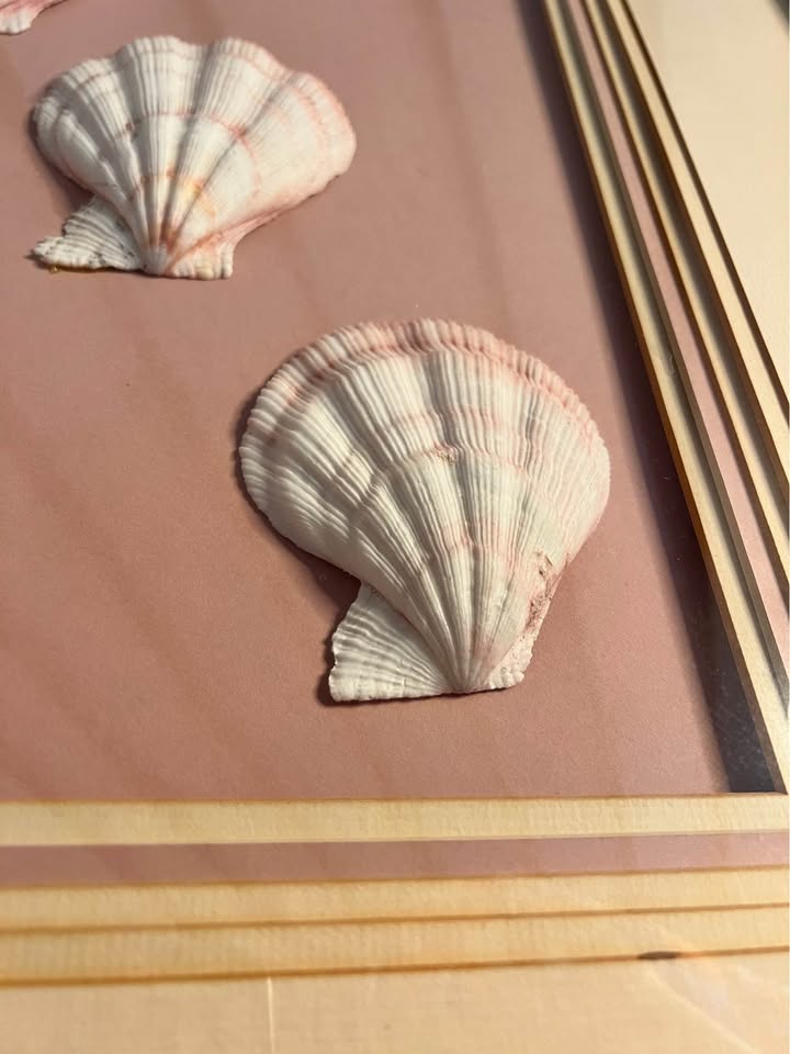 Vintage Framed Seashell Art | Blush Pink Coastal Shadow Box, gallery view 7